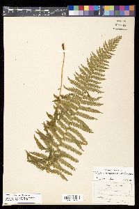 Thelypteris nevadensis image
