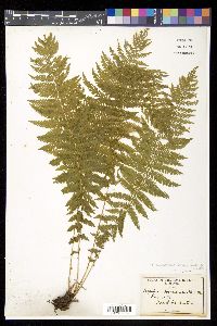 Thelypteris nevadensis image