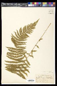 Thelypteris nevadensis image