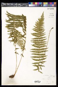 Thelypteris nevadensis image