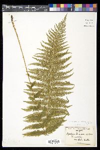 Thelypteris nevadensis image