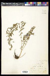 Thelypteris nevadensis image