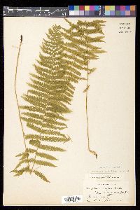 Thelypteris nevadensis image