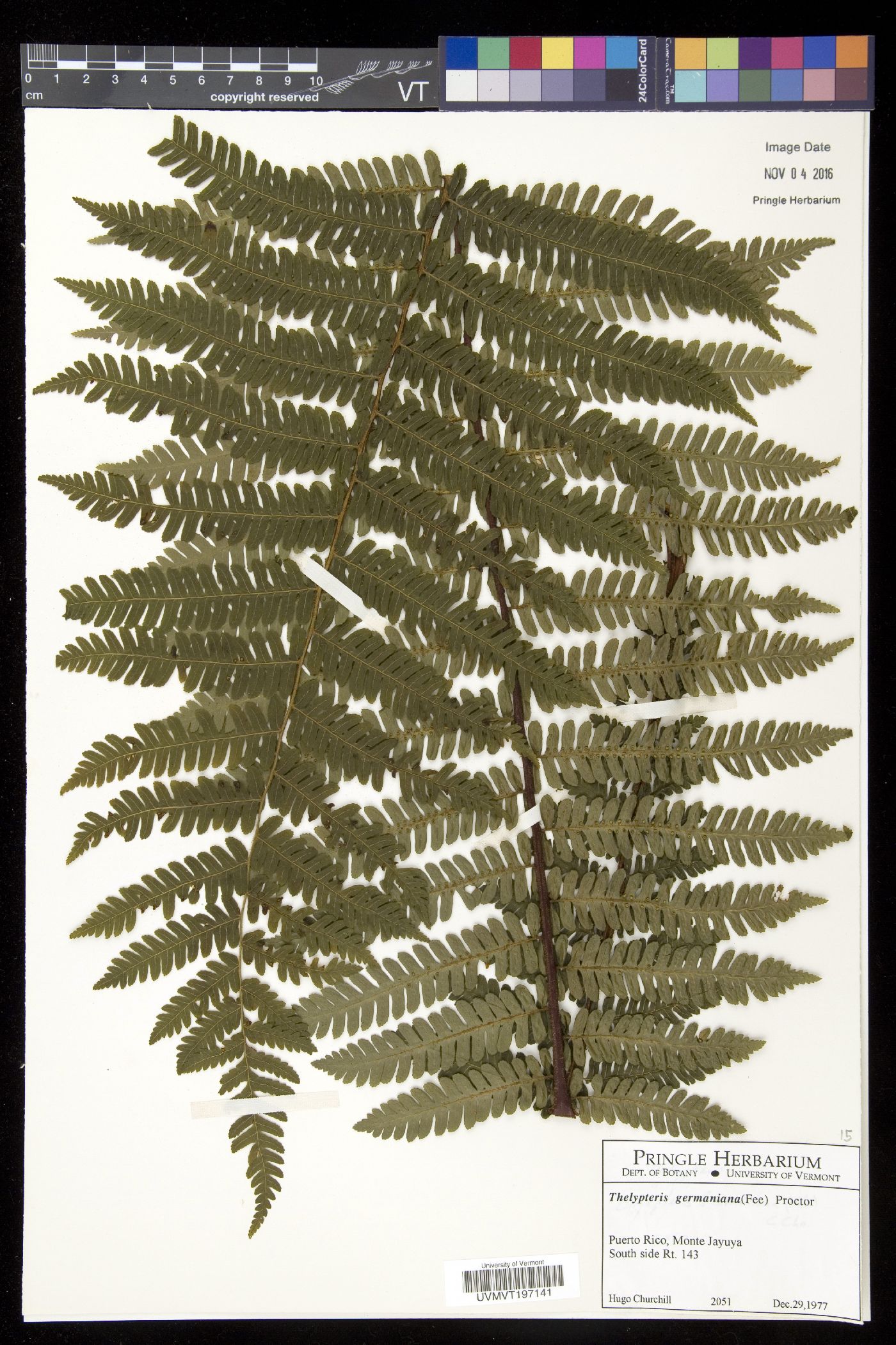 Thelypteris germaniana image