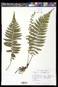 Thelypteris gracilis image