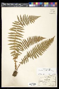 Thelypteris opposita image