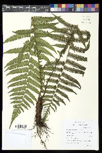 Amauropelta rudis image