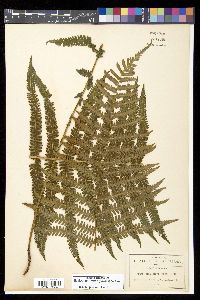 Thelypteris rudis image