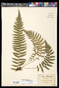 Thelypteris rudis image