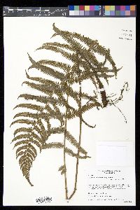 Thelypteris rudis image