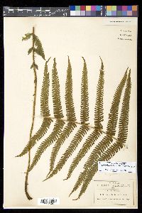 Thelypteris rudis image