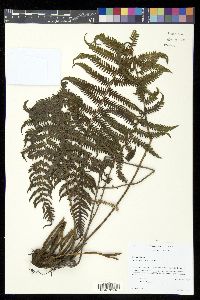 Thelypteris rudis image