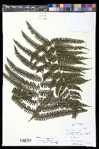 Amauropelta rudis image