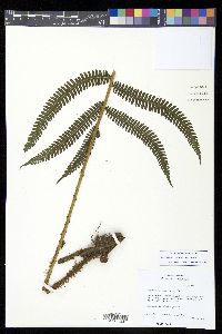 Amauropelta rudis image