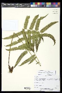 Thelypteris rudis image