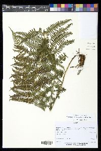 Amauropelta scalaris image