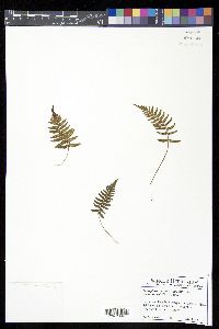 Thelypteris cordata image