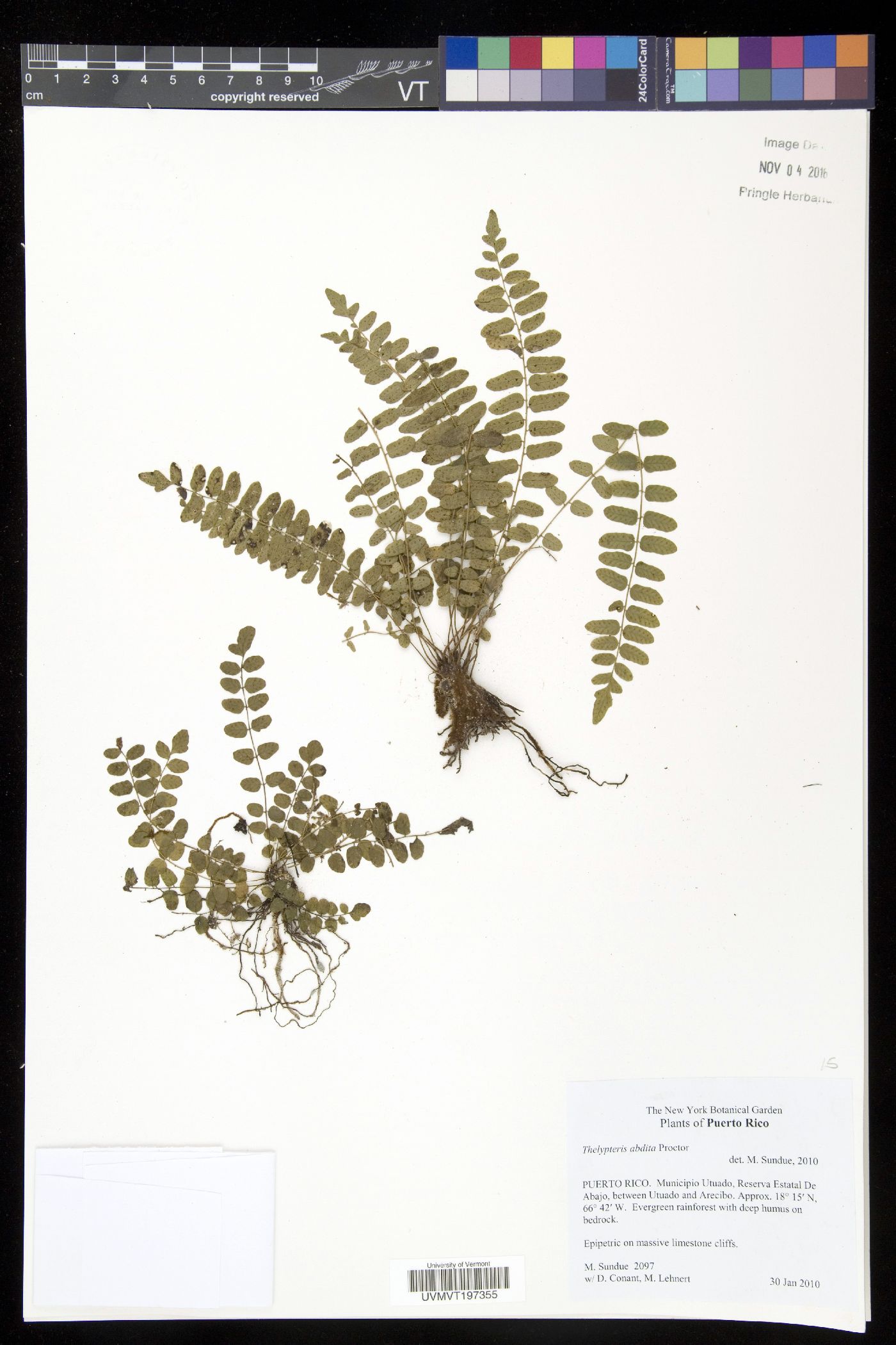 Thelypteris abdita image