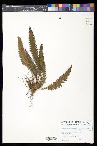 Goniopteris incisa image