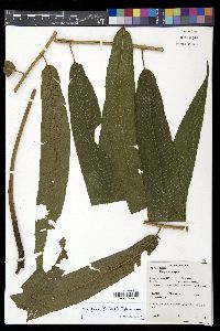 Thelypteris falcata image