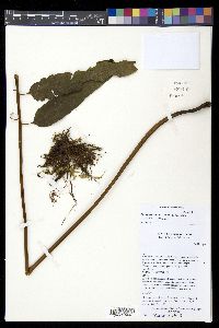 Meniscium falcatum image