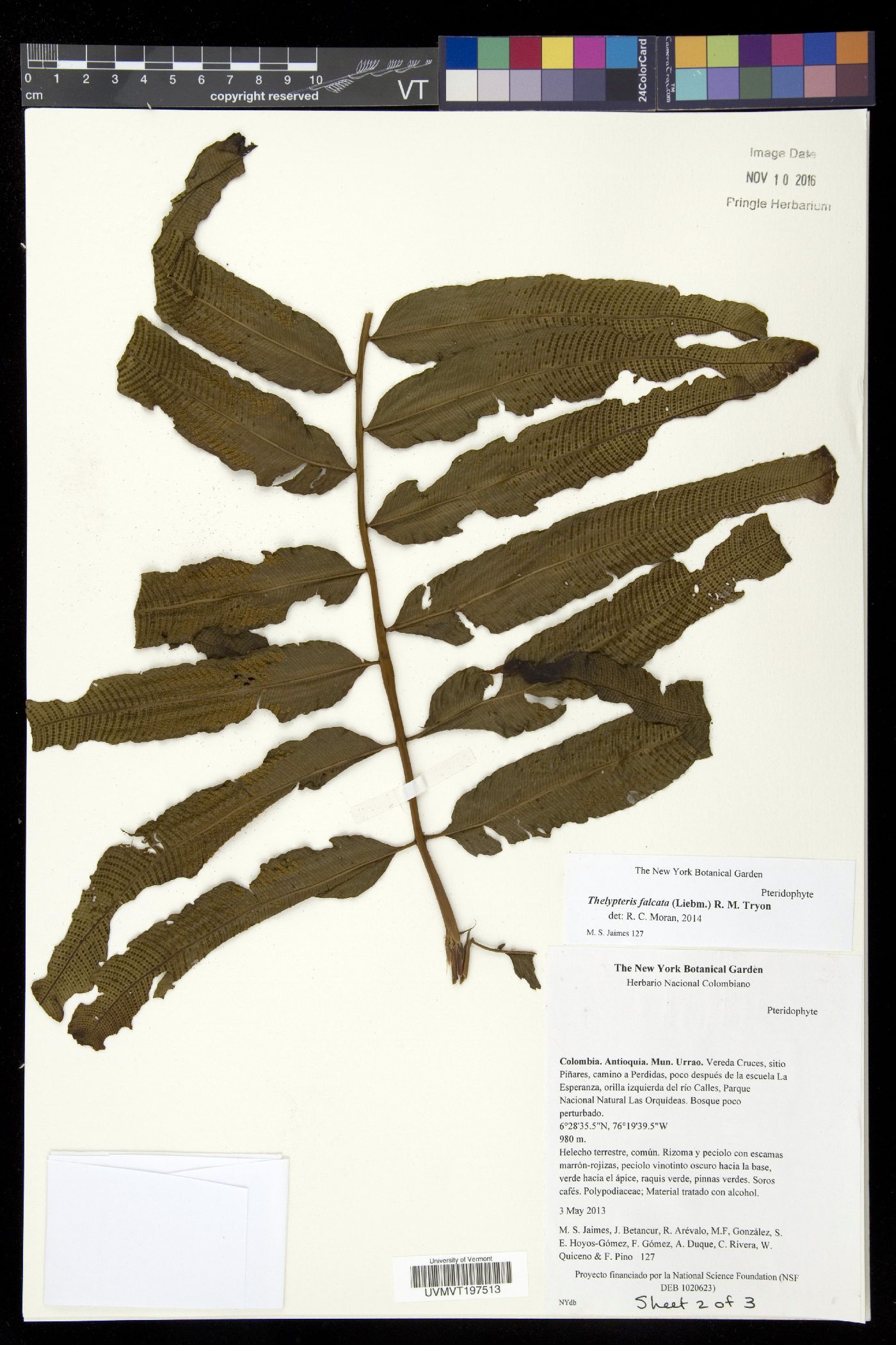 Meniscium falcatum image