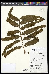 Meniscium falcatum image