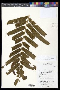 Meniscium falcatum image