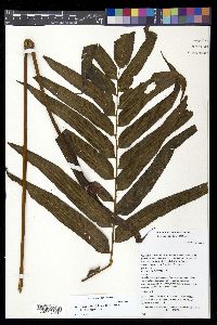 Meniscium falcatum image