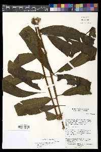 Thelypteris falcata image