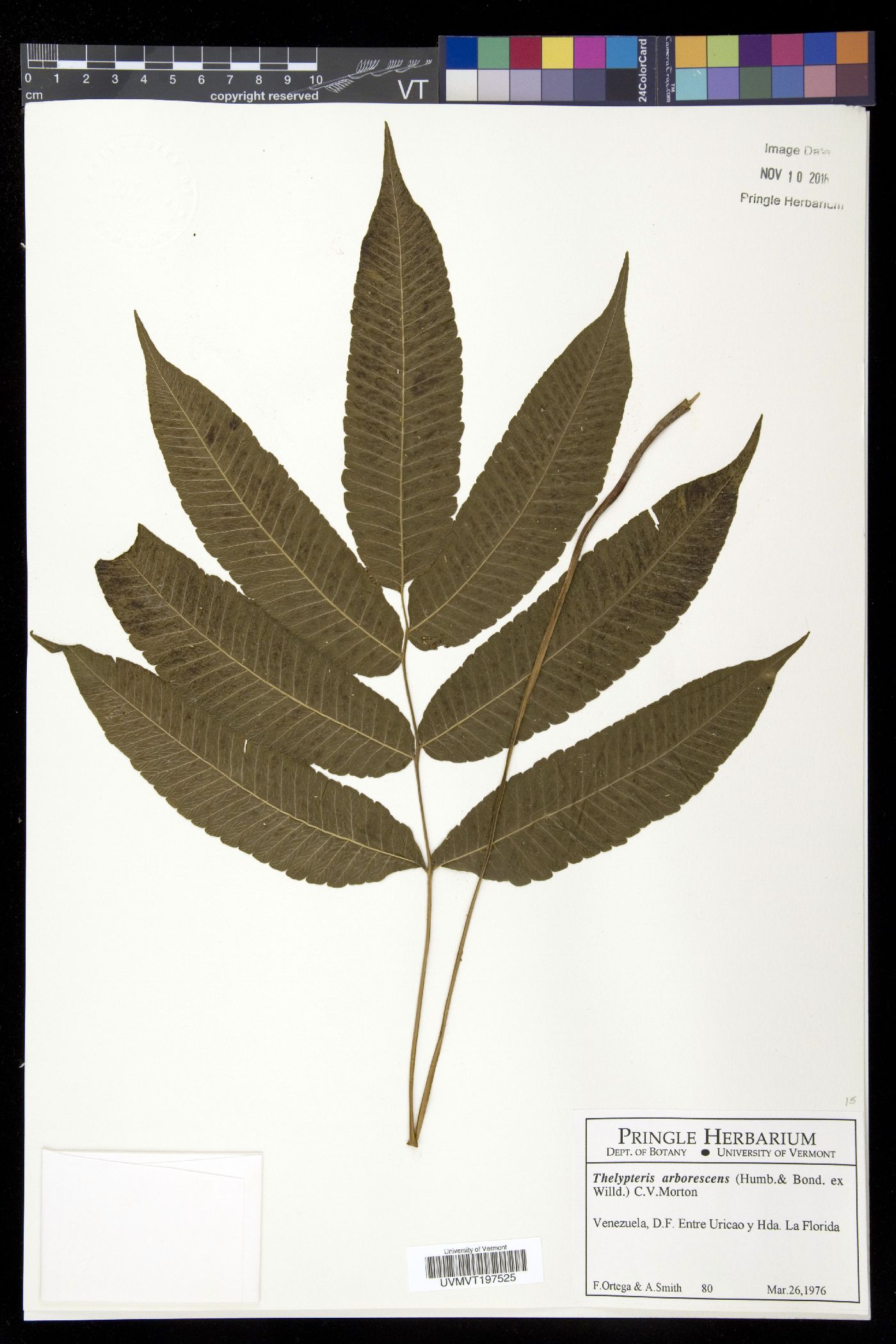 Meniscium chrysodioides image