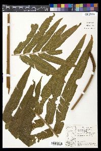 Meniscium longifolium image
