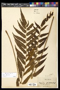 Meniscium reticulatum image