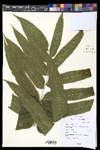 Meniscium reticulatum image