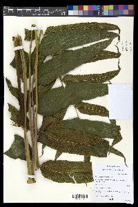 Meniscium reticulatum image