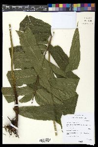 Meniscium reticulatum image
