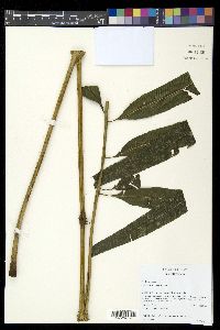 Meniscium reticulatum image
