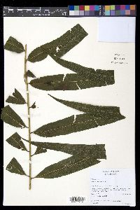 Meniscium reticulatum image