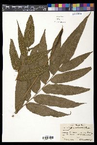 Meniscium reticulatum image