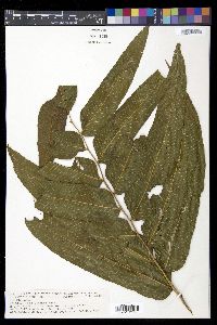 Meniscium reticulatum image