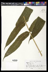 Meniscium reticulatum image