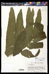 Meniscium reticulatum image