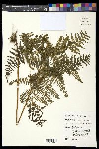Metathelypteris laxa image