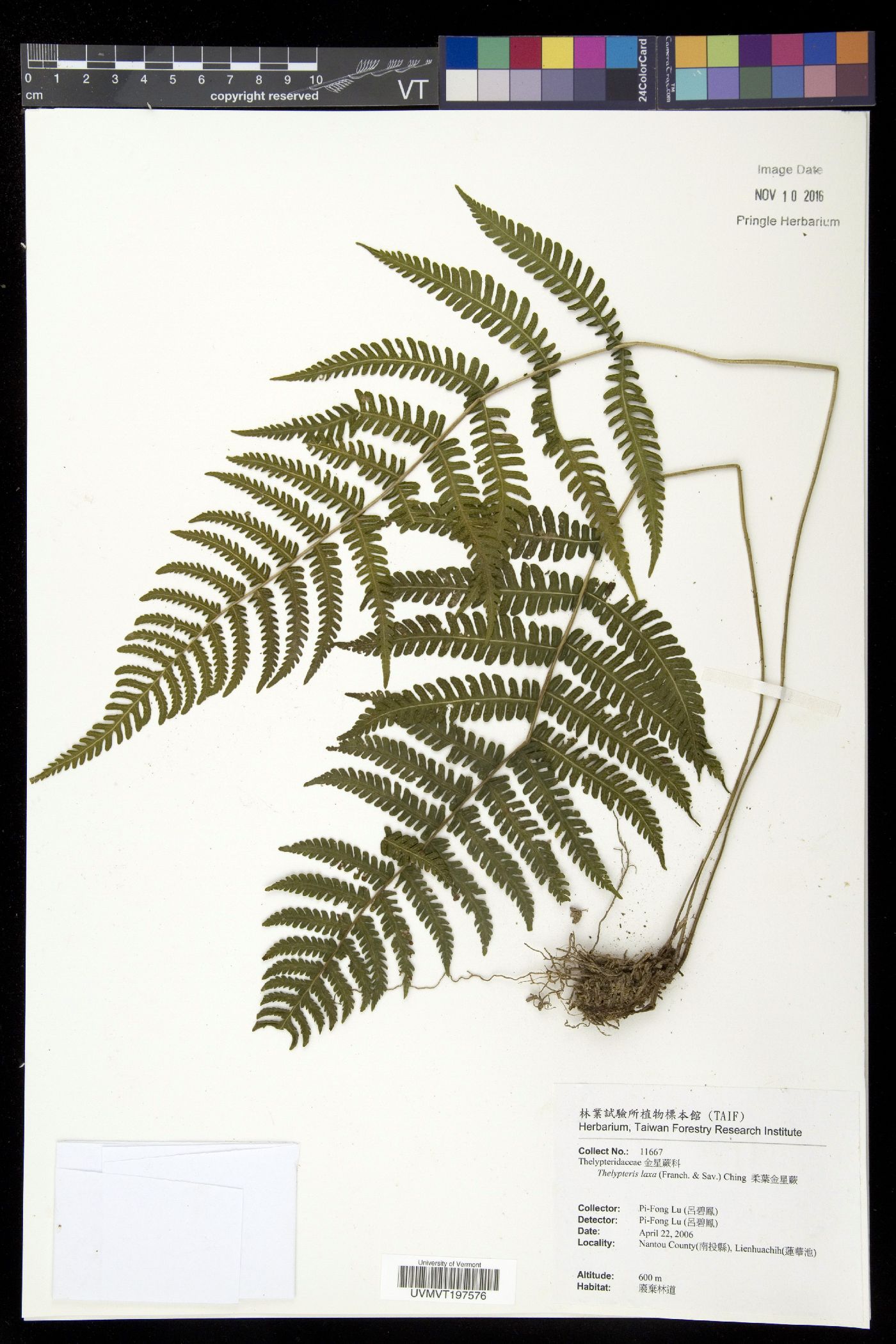 Metathelypteris laxa image