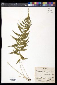 Metathelypteris laxa image