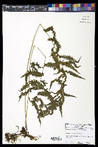 Thelypteris simulata image
