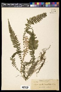 Amauropelta beddomei image