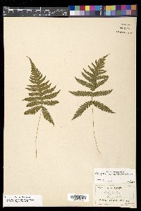 Phegopteris connectilis image
