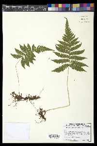 Phegopteris connectilis image