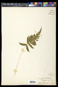 Thelypteris phegopteris image